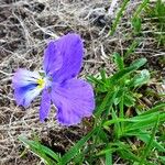 Viola lutea Habit