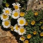 Erigeron vagus Hábito