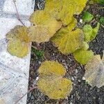 Vitis rotundifolia Blad