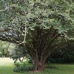 Albizia harveyi Habit