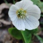 Oxalis acetosellaFlower