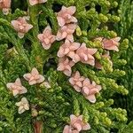 Platycladus orientalis 花