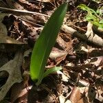 Allium tricoccum Feuille