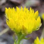 Petrosedum montanum Kukka