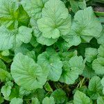 Erodium malacoides Foglia