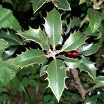 Ilex aquifolium Лист