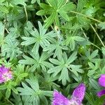 Geranium sanguineum पत्ता