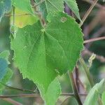 Abutilon mauritianum Ліст