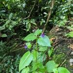 Microchirita involucrata Blomst