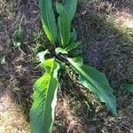 Verbascum lychnitisLehti