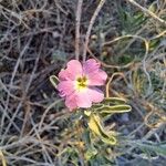 Marcus-kochia littorea Flower