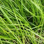 Carex echinata Листок