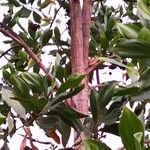 Acacia mangium Кара