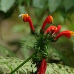 Centropogon costaricae 花