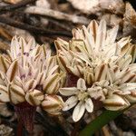 Allium obtusum Kukka