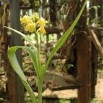 Polystachya pyramidalis Habit