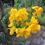 Senna bicapsularis Λουλούδι