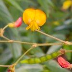 Cajanus cajan Flower