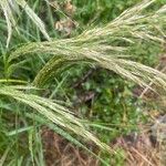Achnatherum calamagrostis Blüte