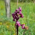 Anacamptis morioᱵᱟᱦᱟ