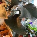 Kalanchoe beharensis Hoja