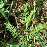 Astragalus danicus Blatt