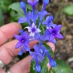 Faramea hyacinthina Flor