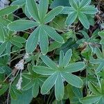 Alchemilla alpigena Blad