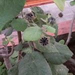 Abutilon grandifolium Leaf