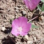 Malope malacoides 花