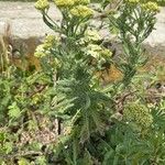 Achillea crithmifolia Buveinė