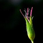 Linum grandiflorum Other