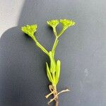 Valerianella eriocarpa Likasa