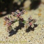 Pseudorlaya pumila Flower