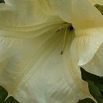 Brugmansia suaveolens Flower