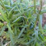 Senecio madagascariensis Fulla