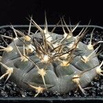 Gymnocalycium pflanzii Buveinė