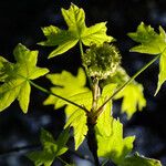 Acer macrophyllum Folha