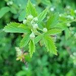 Rubus argutusपत्ता