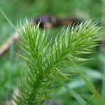 Lycopodium clavatum Leaf