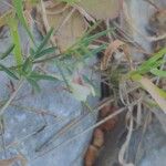 Lathyrus saxatilis 花