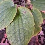 Smilax herbacea Levél