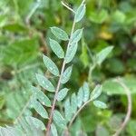 Vicia pannonica ഇല