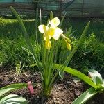 Narcissus tazetta Floro