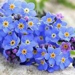 Myosotis corsicana