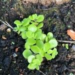 Sedum ternatum Leaf