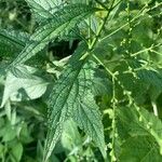 Verbena urticifoliaList