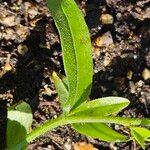 Myosotis scorpioides Leaf