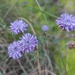 Globularia alypumFloro