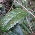 Rawsonia lucida Leaf